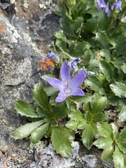 Campanula piperi