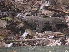 Varanus nebulosus
