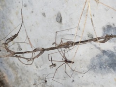 Pholcus phalangioides