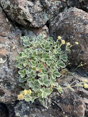 Potentilla villosa