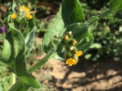 Amsinckia lycopsoides