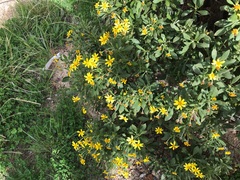 Osteospermum moniliferum