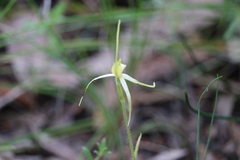 Caladenia cruciformis