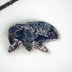 Chalcodermus