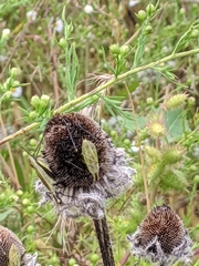 Oecanthus nigricornis