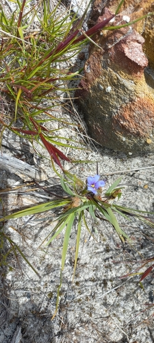 Aristea africana