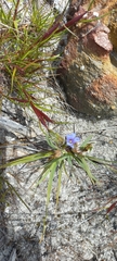 Aristea africana
