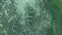 Canthigaster valentini