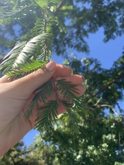 Cupressaceae