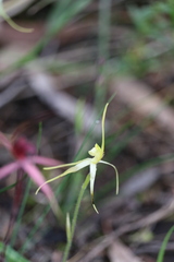 Caladenia cruciformis
