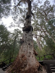 Eucalyptus jacksonii