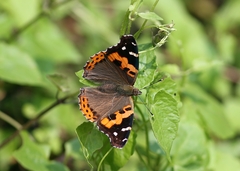 Vanessa indica