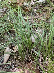Carex pensylvanica