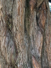 Cupressaceae