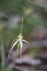 Caladenia cruciformis