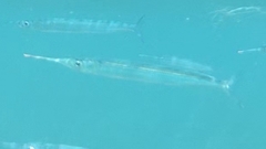 Hyporhamphus