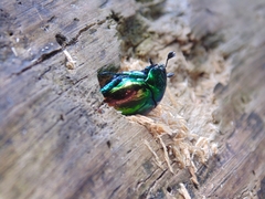 Macraspis lucida
