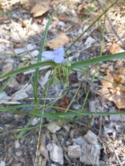Tradescantia occidentalis