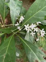 Pavetta hongkongensis