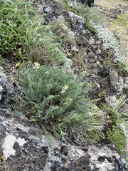 Oxytropis