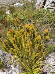 Retzia capensis
