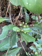 Pavetta hongkongensis