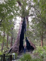 Eucalyptus jacksonii