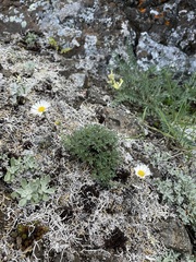 Erigeron compositus