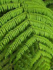 Cyatheales