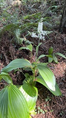 Veratrum fimbriatum
