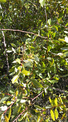 Prunus emarginata