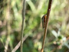 Homalodisca insolita