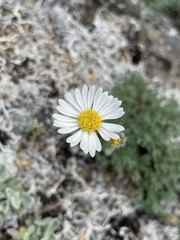 Erigeron compositus