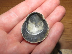 Flexopecten glaber ponticus