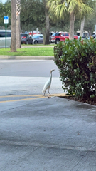 Bubulcus ibis
