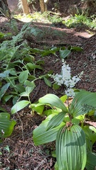 Veratrum fimbriatum