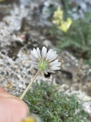 Erigeron compositus