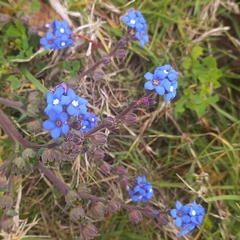 Anchusa capensis