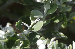 Osteospermum moniliferum