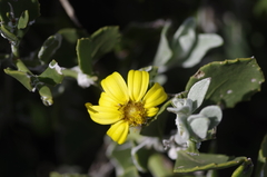Osteospermum moniliferum