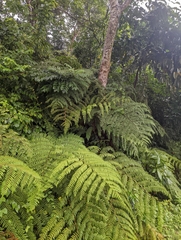 Cyatheales
