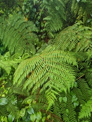 Cyatheales