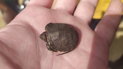 Emys orbicularis