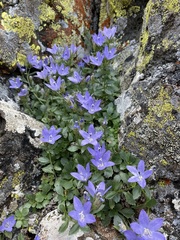 Campanula piperi