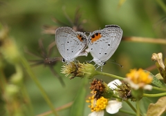 Everes lacturnus