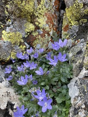 Campanula piperi