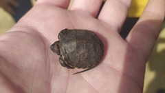 Emys orbicularis