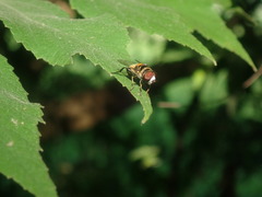 Eristalina