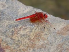 Trithemis kirbyi