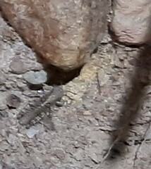Acrotylus